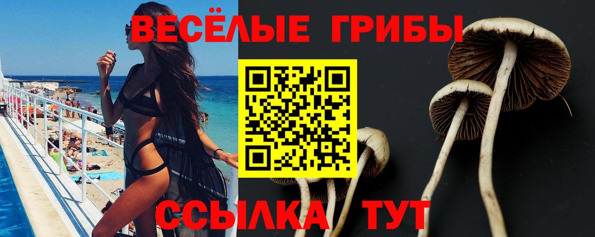 Псилоцибиновые грибы Psilocybine cubensis  Псилоцибиновые грибы Psilocybine cubensis  Вход с VPN  Людиново 